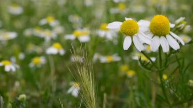 Papatya çiçeği tarlası. Dışarıda çiçekler, papatyalar.