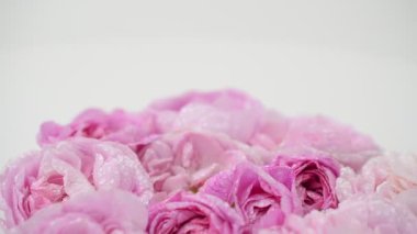 Beyaz arka planda çay gülü. Harekette çekim.