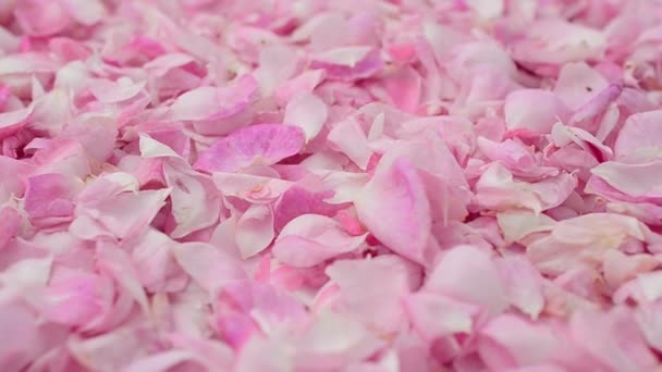 Background Petals Roses Shooting Movement — Stock Video