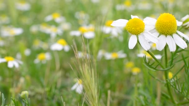 Veld Van Kamillebloemen Bloemen Buiten Kamille — Stockvideo