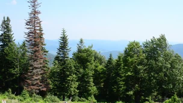 Berge Sommer Bäume Und Berge — Stockvideo