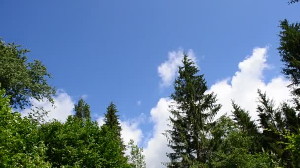 Dennen Lucht Dennen Tegen Wolken — Stockvideo