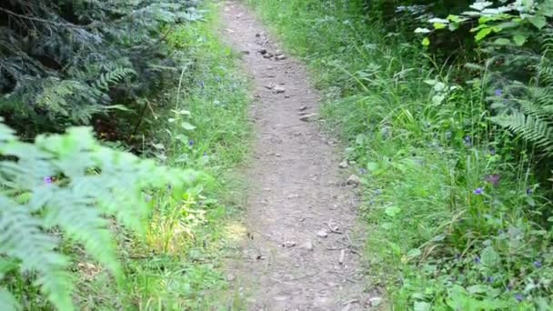 Sentiero Nel Bosco Legno Alberi — Video Stock