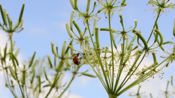 花の上のてんとう虫 花と空と雲の上のてんとう虫 — ストック動画