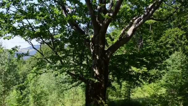 山の中の木 7月の撮影風景 — ストック動画