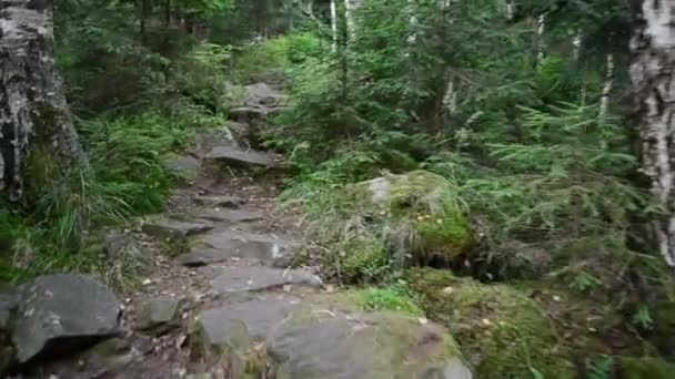 Piedras Montañas Pinos Naturaleza Pinos — Vídeo de stock