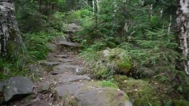 Pedras Montanhas Pinheiros Natureza Pinheiros — Vídeo de Stock