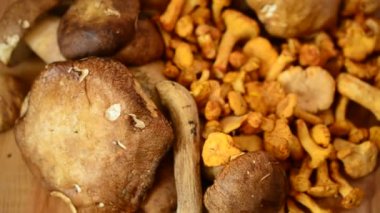 Boletus Edulis ve Cantharellus. Mantarlar. Orman mantarı avlamak.