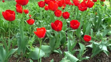 İlkbaharda laleler. İlkbaharda çekim.