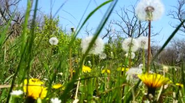 Baharda karahindiba avlamak.