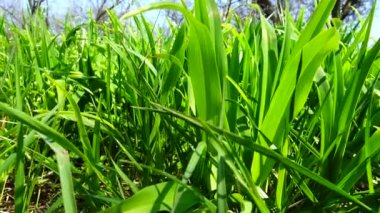 Ateş etmek yeşil bir ottan daha tazedir..