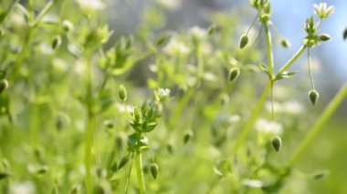 Çimenlerdeki bahar çiçekleri.