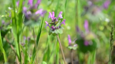 Çimenlerdeki bahar çiçekleri.