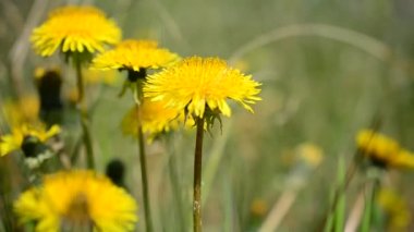 Baharda karahindiba avlamak.