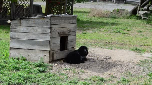 Spaniel Cabina Una Cadena Tiro Verano — Vídeos de Stock