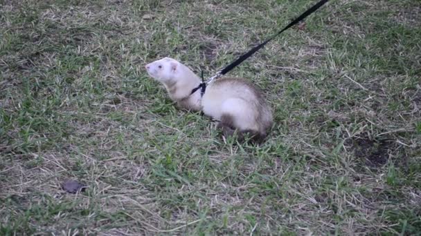 Polecat Ett Rep Ett Gräs Fotografering Kvällen — Stockvideo