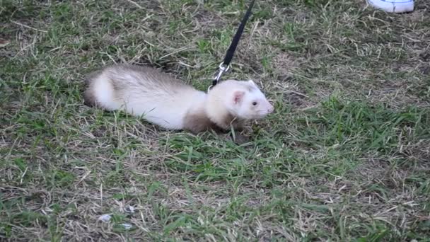 Polecat Pada Tali Rumput Shooting Evening — Stok Video