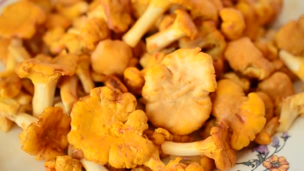 Cantharellus Cogumelos Tiro Cogumelos Florestais — Vídeo de Stock