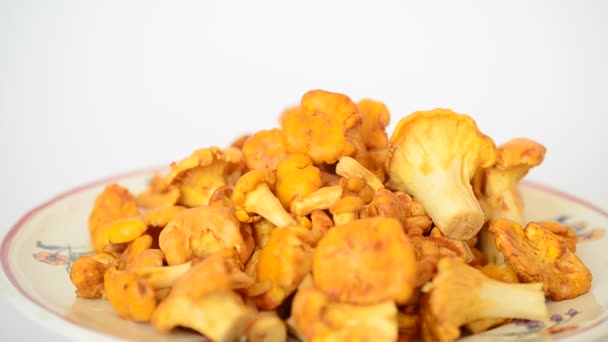 Cantharellus Cogumelos Tiro Cogumelos Florestais — Vídeo de Stock