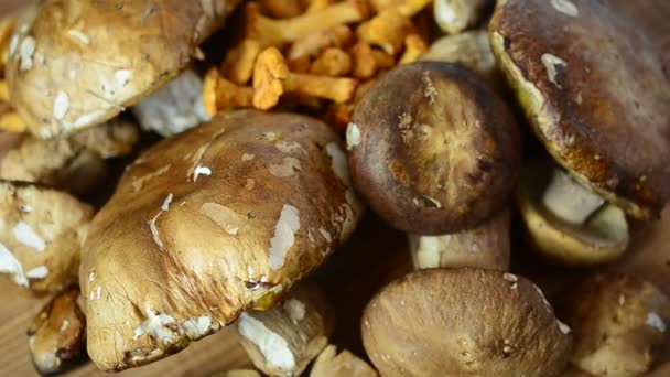 Boletus Edulis Cantharellus Грибы Стрельба Лесными Грибами — стоковое видео