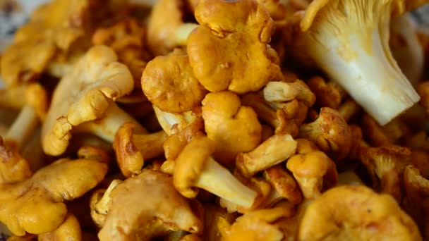 Cantharellus Paddenstoelen Schieten Van Bospaddenstoelen — Stockvideo