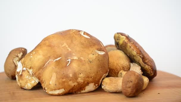 Boletus Edulis Грибы Стрельба Лесными Грибами — стоковое видео