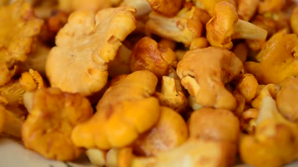 Cantharellus Funghi Sparatoria Funghi Foresta — Video Stock