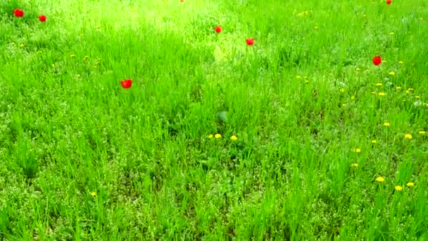 Primavera Pradera Disparos Primavera — Vídeos de Stock