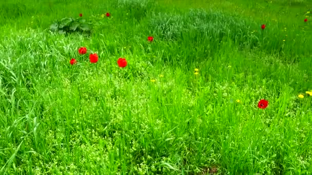 Primavera Pradera Disparos Primavera — Vídeos de Stock