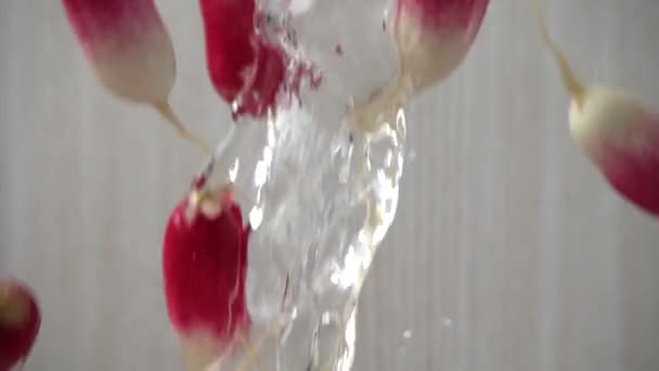 落ちた庭大根の果物 スローモーション — ストック動画