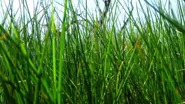 Shooting Fresher Green Grass — Stock Video