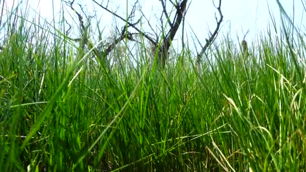 Tir est plus frais qu'une herbe verte .