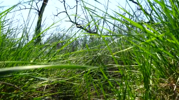 Schießen Ist Frischer Als Ein Grünes Gras — Stockvideo