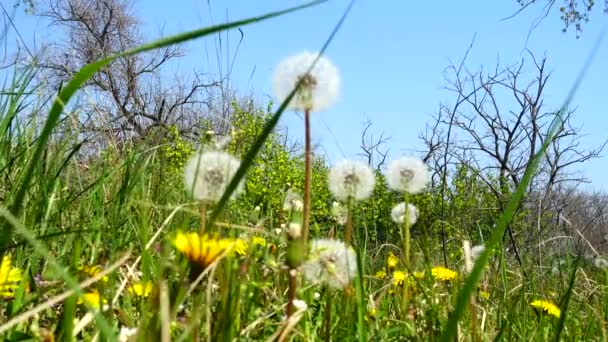 Tiro Dientes León Primavera — Vídeo de stock