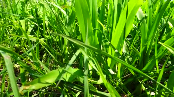 Schieten Frisser Dan Een Groen Gras — Stockvideo