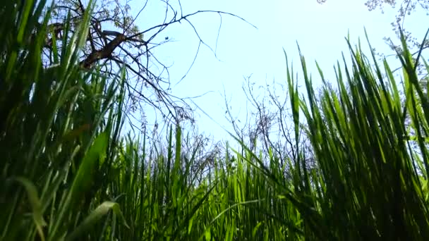 撮影は緑の草よりも新鮮です — ストック動画