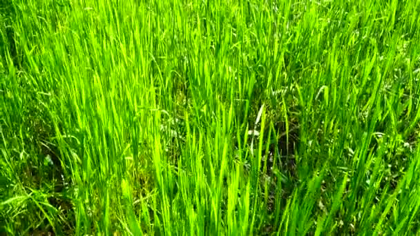 Tir est plus frais qu'une herbe verte .