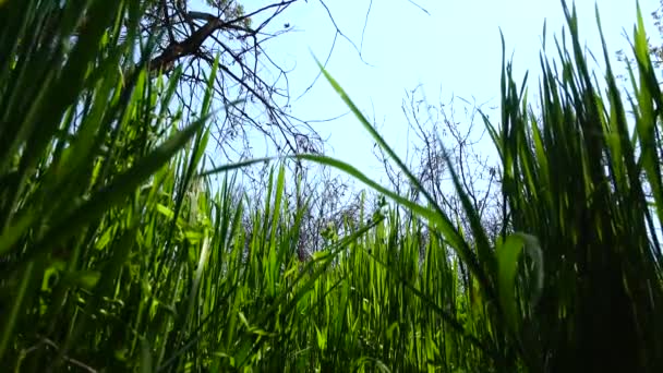 Tiro Mais Fresco Que Uma Grama Verde — Vídeo de Stock