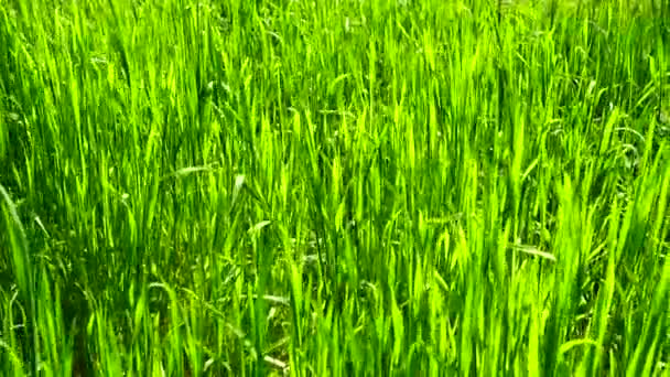 Shooting Fresher Green Grass — Stock Video