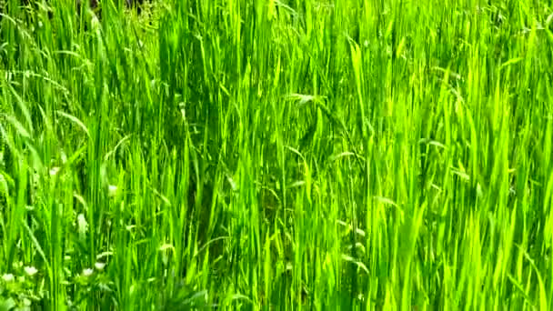 Tir est plus frais qu'une herbe verte .