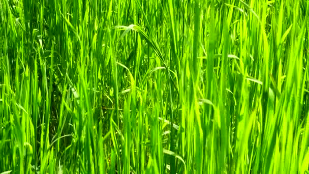 Tir est plus frais qu'une herbe verte .