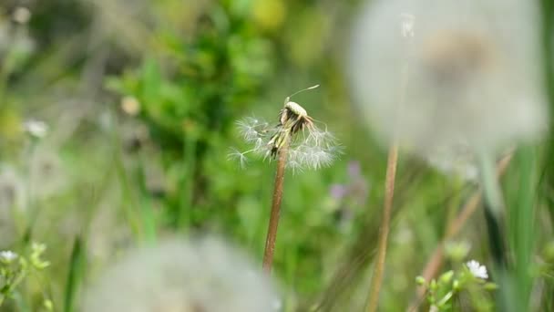 Tiro Dientes León Primavera — Vídeo de stock