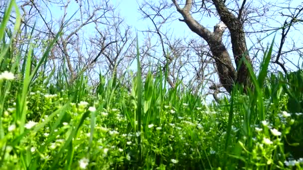 Vårblommor Ett Gräs — Stockvideo