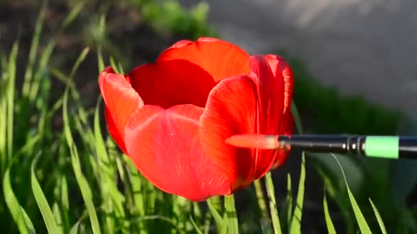 Ritar Tulpaner Färg Surrealism Konstnär Och Blommor — Stockvideo