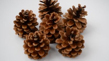 Beyaz arka planda koniler, izole. Noel sakin hayat.