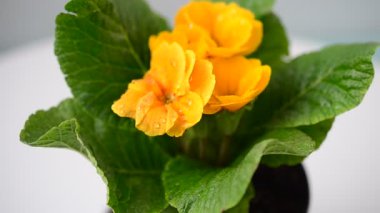 Beyaz arka planda çiçek. Kavanozda çiçek.