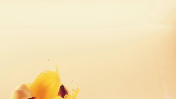 Les pétales de tulipes tombent dans l'eau. Contexte. Mouvement lent .