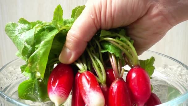 Cozinheiro Recebe Frutos Rabanete Água Movimento Lento — Vídeo de Stock