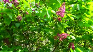 Ağaçtaki leylak çiçekleri.