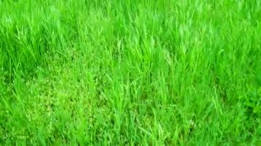 Hareket halindeki bir çimenin vurulması.